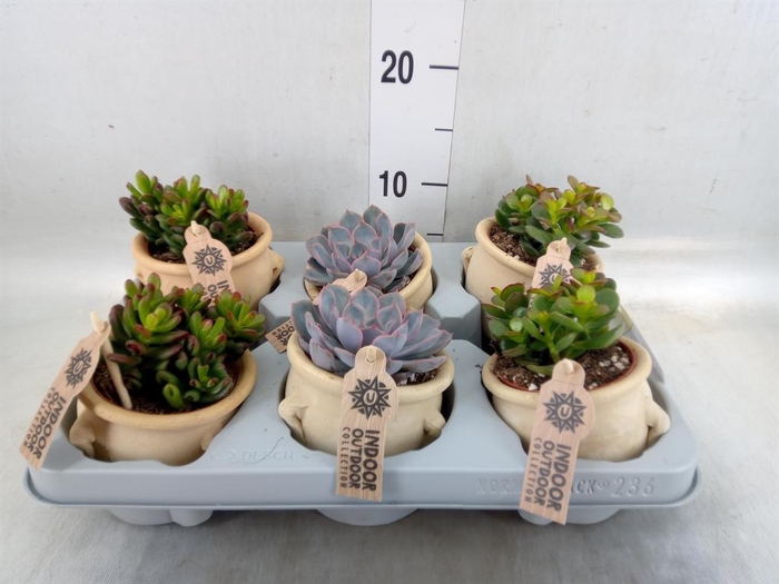 <h4>Succulents   ...</h4>