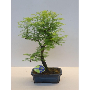 Metasequoia glyptostroboides 24 cm shape