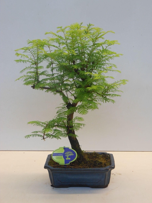 <h4>Metasequoia glyptostroboides 24 cm shape</h4>
