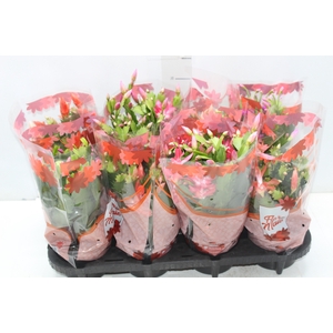 FLOR DE MAIO P15