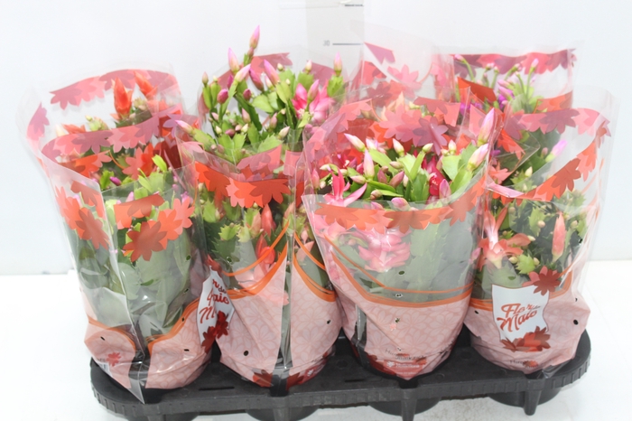 <h4>FLOR DE MAIO P15</h4>