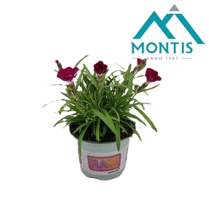 Dianthus Neon 'Love' 10,5 cm