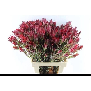 LEUCAD SAL BLUSH