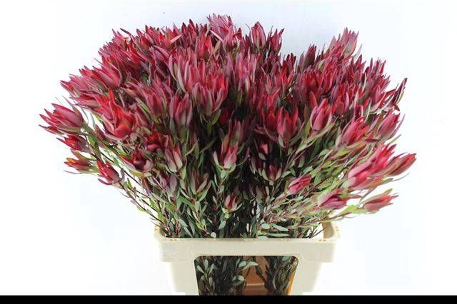 <h4>LEUCAD SAL BLUSH</h4>
