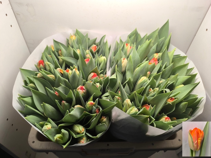 <h4>TU DU QUEENSDAY</h4>