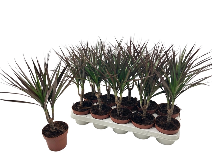 <h4>DRA MARG MAGENTA</h4>