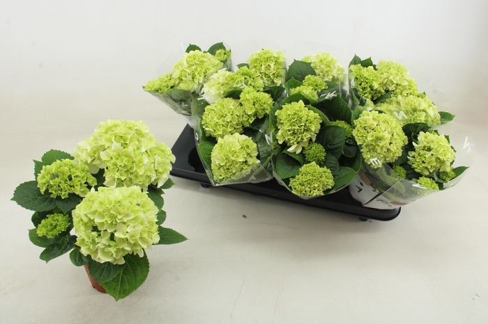 <h4>HYDR M WUDU</h4>