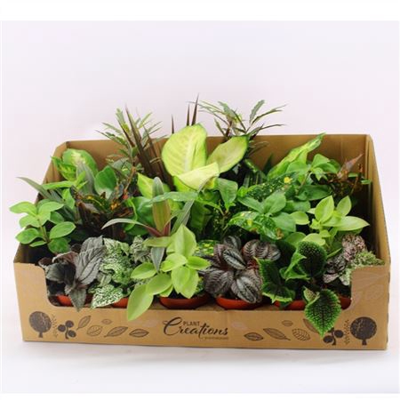 <h4>Plant Mix Mini Showdoos</h4>