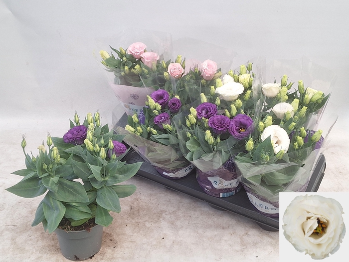 <h4>EUST JULIETTA GEM</h4>