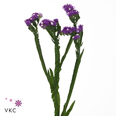 Lim S Cryst Purple