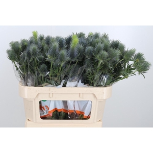 Eryn Pacifi Blue Sky