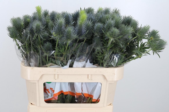 <h4>Eryn Pacifi Blue Sky</h4>