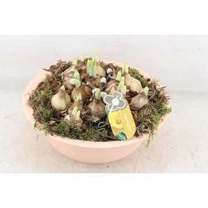 arr4 Narcis PL - Zink bolschaal terra