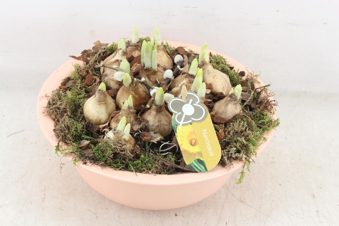 <h4>arr4 Narcis PL - Zink bolschaal terra</h4>