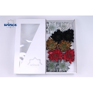 Echeveria Paint Christmas Mix (wincx) Cutfl Wincx-