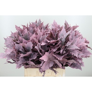 Eik Grof Frost Rose