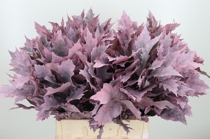 <h4>Eik Grof Frost Rose</h4>