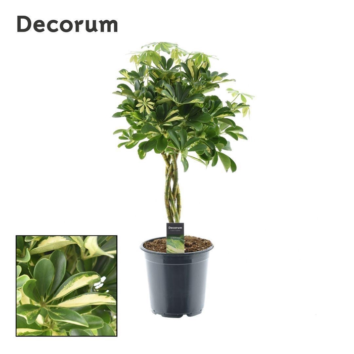 <h4>Schefflera Gold Capella gevlochten stam</h4>