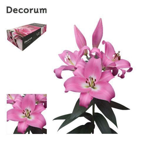 <h4>LI TABLEDANCE 5+ Medium Decorum Box</h4>