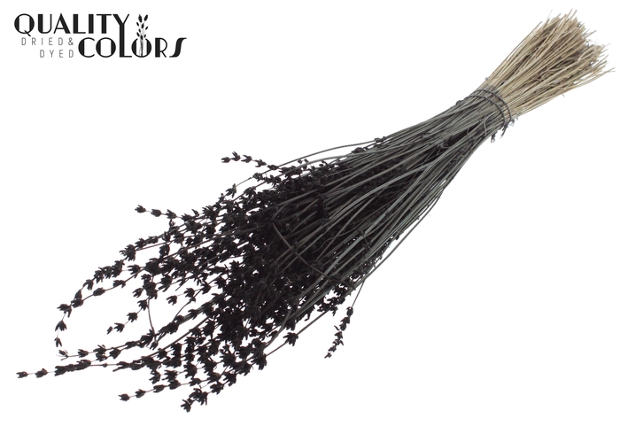 Lavendel per bunch Black