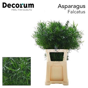 Asp Falcatus
