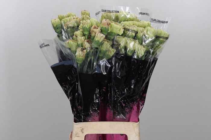 <h4>Di St Cover</h4>