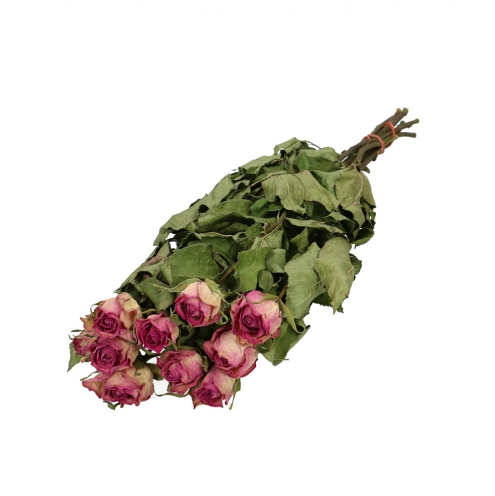 Dried flowers Rose 50cm x10