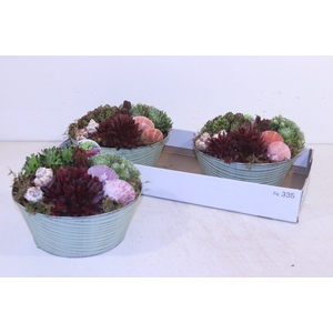 ARR SEMPERVIVUM