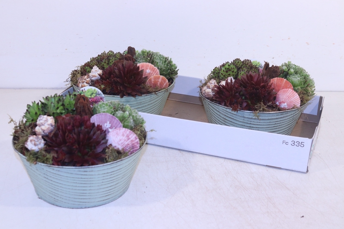 <h4>ARR SEMPERVIVUM</h4>