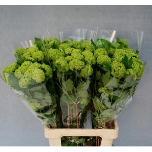 Viburnum op Roseum L7