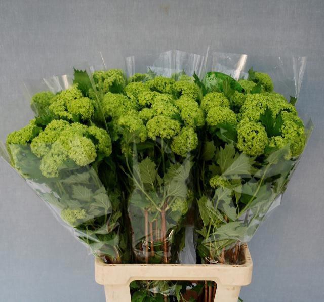 <h4>Viburnum op Roseum L7</h4>