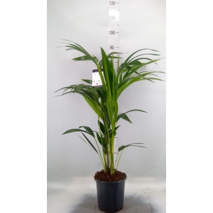 Howea forsteriana