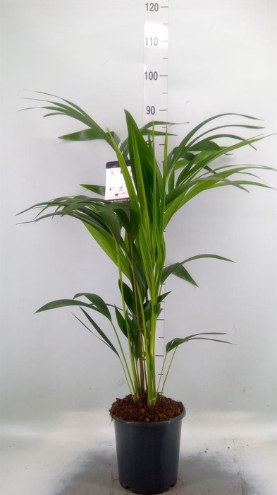 <h4>Howea forsteriana</h4>