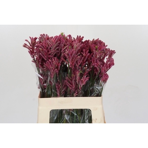 Kangaroo Paw Mini Pearl