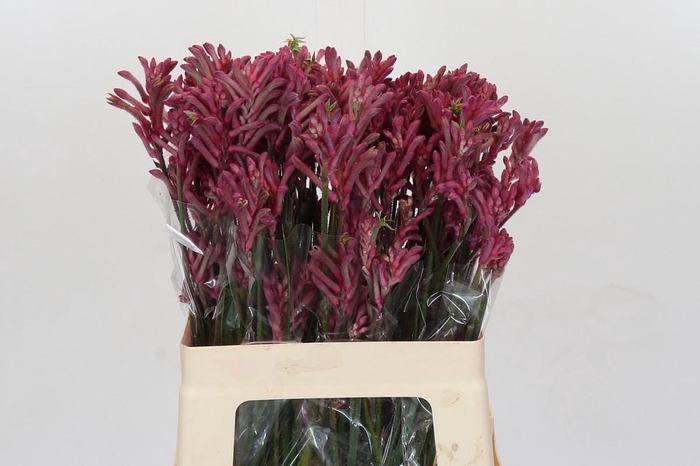 <h4>Anigozanthos Mini Pearl</h4>