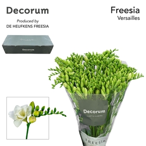 Freesia du Versailles
