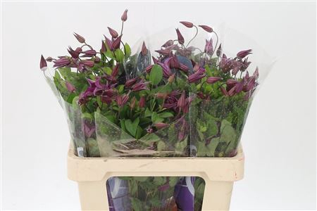 <h4>Clematis Kyiv Dark Pink</h4>