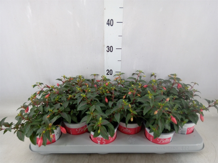 <h4>Fuchsia  'Bella Fuchsia Hilda'</h4>