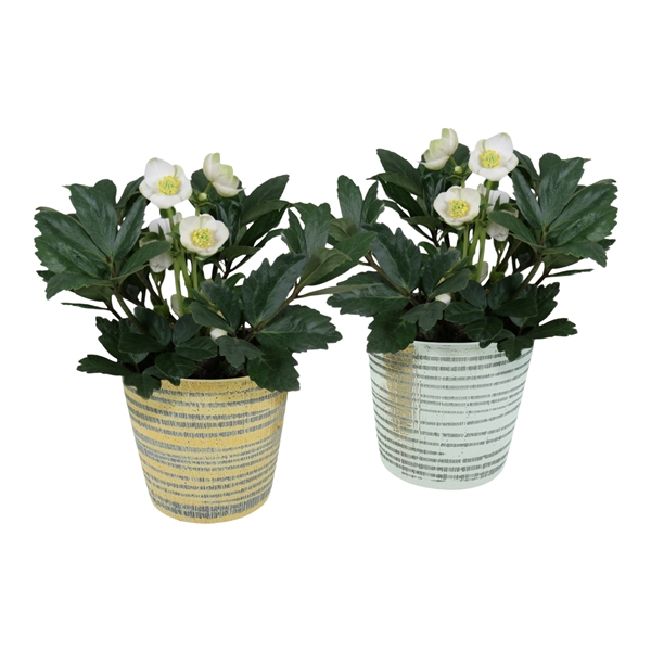 <h4>Helleborus n. Christmas Carol in zilver en gouden luxe keramiek</h4>