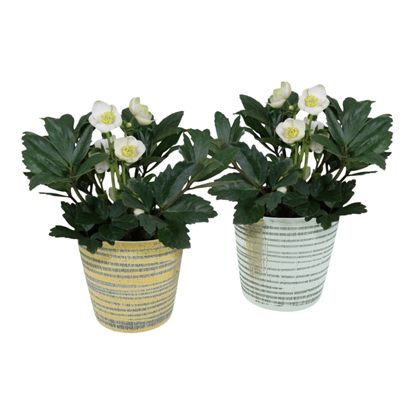 <h4>Helleborus niger 'Christmas Carol'</h4>