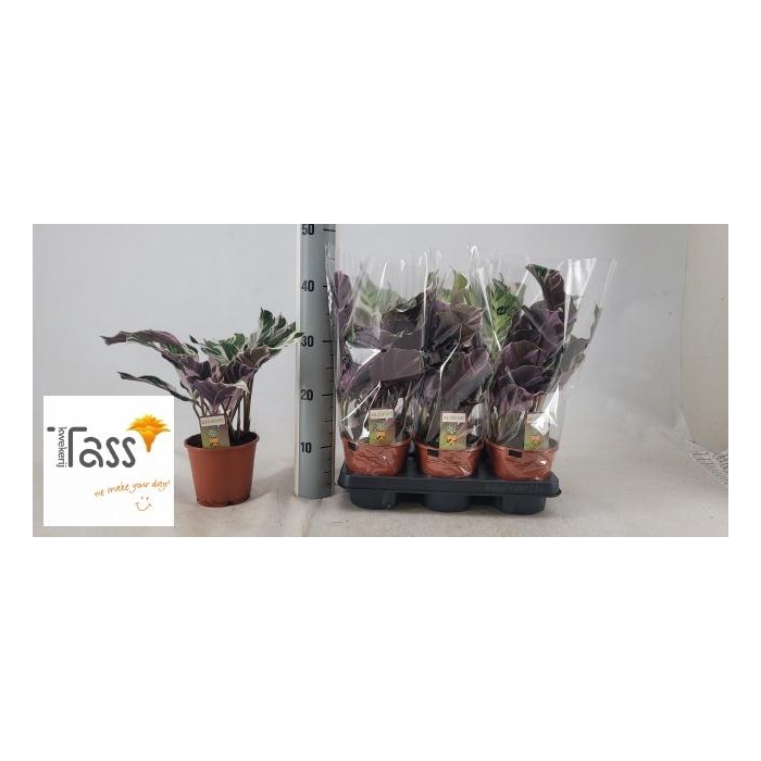 <h4>CALAT FUSION WHITE</h4>