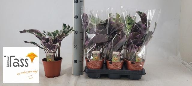 <h4>CALAT FUSION WHITE</h4>