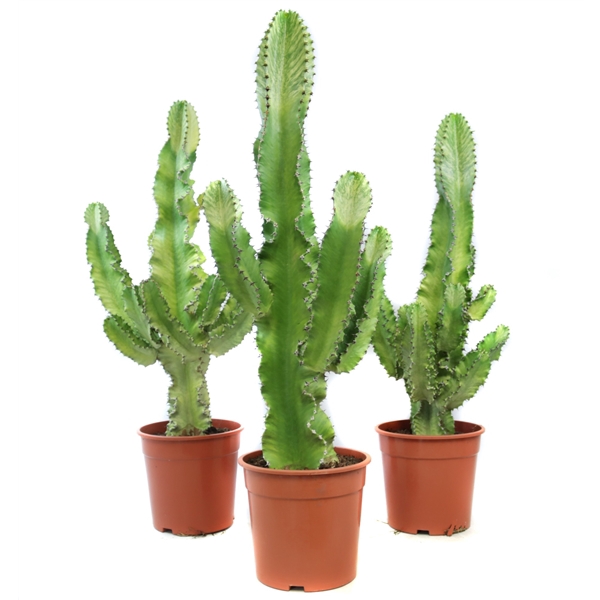 <h4>Euphorbia ingens marmorata 24 cm</h4>