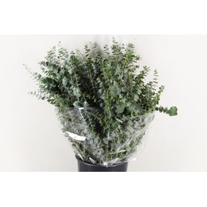 Eucalyptus Baby Blue Bs 200g