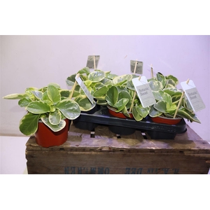 arr8 Pep Obt Variegata