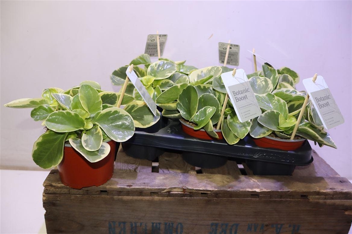 <h4>arr8 Pep Obt Variegata</h4>