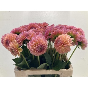 Dahlia Lindas Baby Punthuis