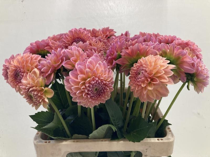 <h4>Dahlia Lindas Baby Punthuis</h4>