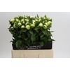 Paeonia Duchesse De Nemours