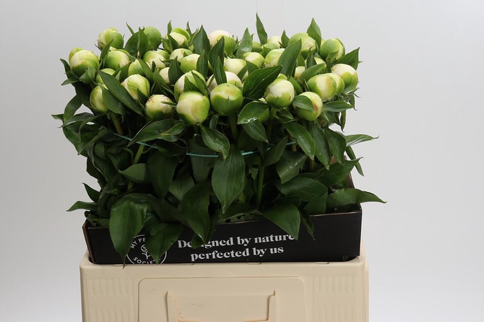 <h4>Paeonia Duchesse De Nemours</h4>